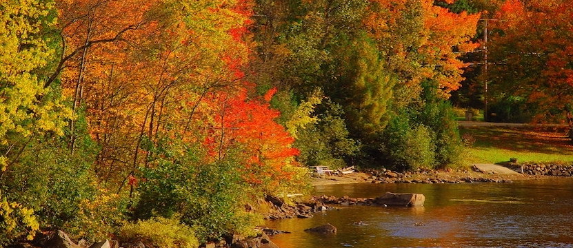 Fall COVID-19 Services